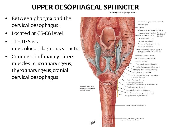 UPPER OESOPHAGEAL SPHINCTER • Between pharynx and the cervical oesophagus. • Located at C