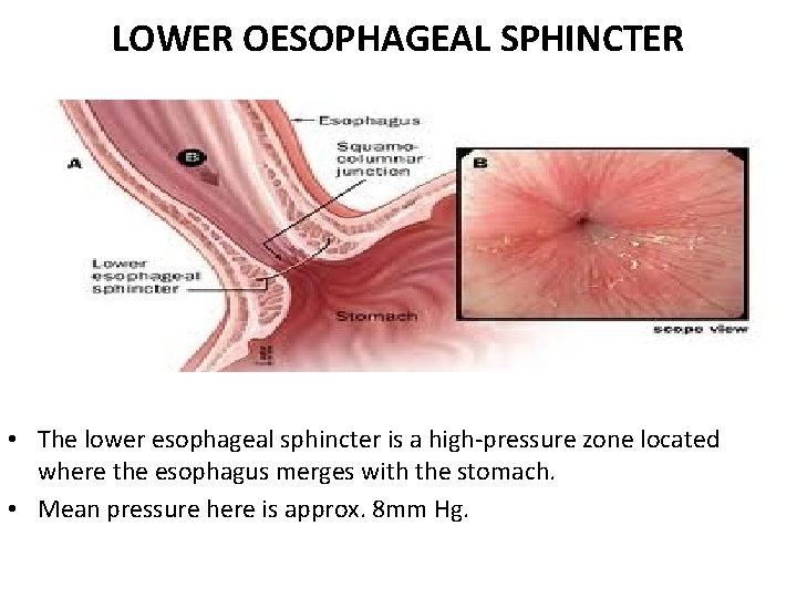 LOWER OESOPHAGEAL SPHINCTER • The lower esophageal sphincter is a high-pressure zone located where