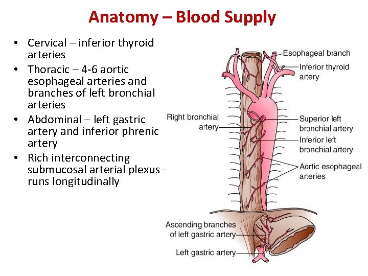 Anatomy – Blood Supply • Cervical – inferior thyroid arteries • Thoracic – 4