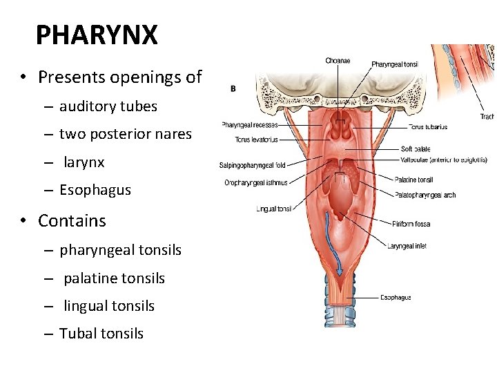 PHARYNX • Presents openings of – auditory tubes – two posterior nares – larynx