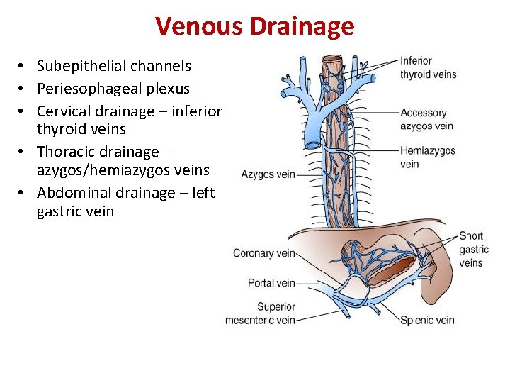 Venous Drainage • Subepithelial channels • Periesophageal plexus • Cervical drainage – inferior thyroid