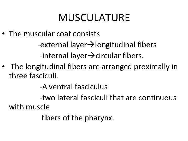 MUSCULATURE • The muscular coat consists -external layer longitudinal fibers -internal layer circular fibers.