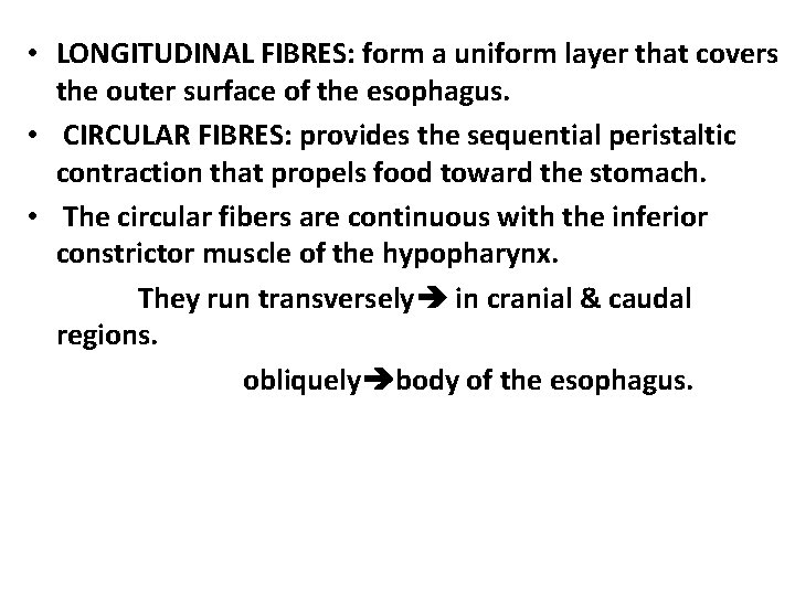  • LONGITUDINAL FIBRES: form a uniform layer that covers the outer surface of