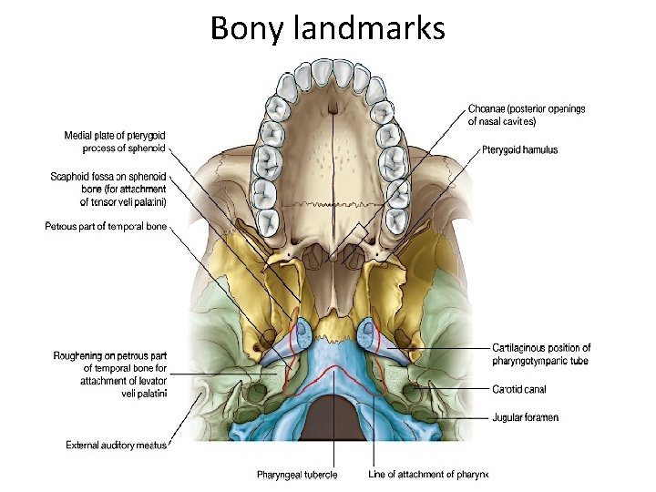 Bony landmarks 