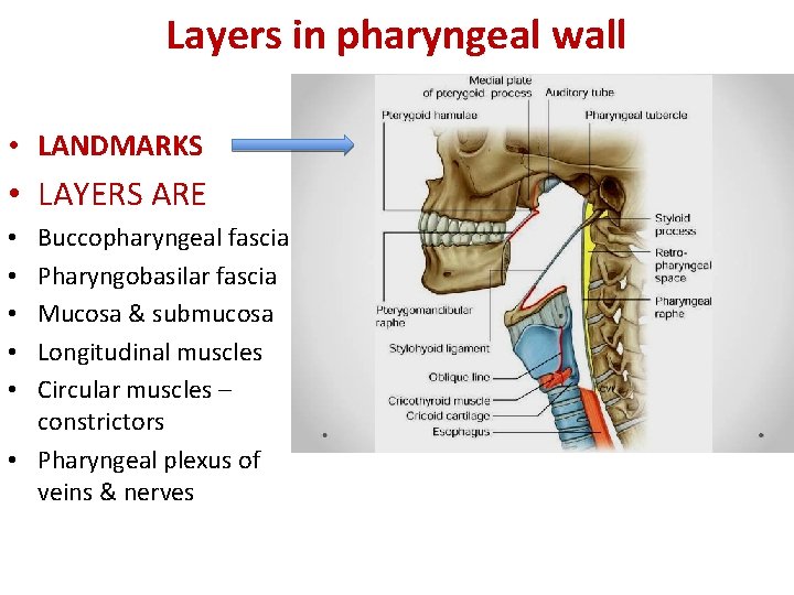 Layers in pharyngeal wall • LANDMARKS • LAYERS ARE Buccopharyngeal fascia Pharyngobasilar fascia Mucosa