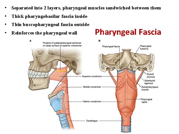  • Separated into 2 layers, pharyngeal muscles sandwiched between them • Thick pharyngobasilar