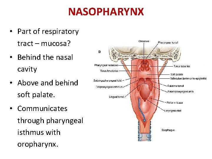 NASOPHARYNX • Part of respiratory tract – mucosa? • Behind the nasal cavity •