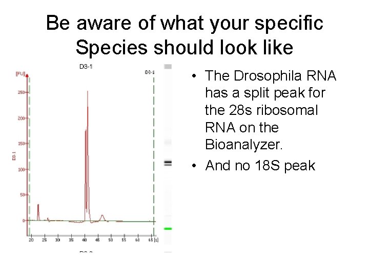 Be aware of what your specific Species should look like • The Drosophila RNA