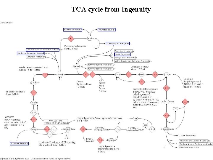 TCA cycle from Ingenuity 