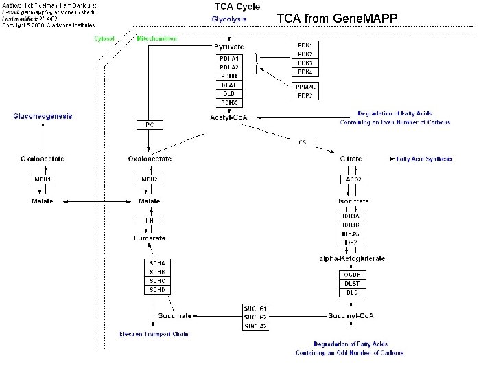 TCA from Gene. MAPP 
