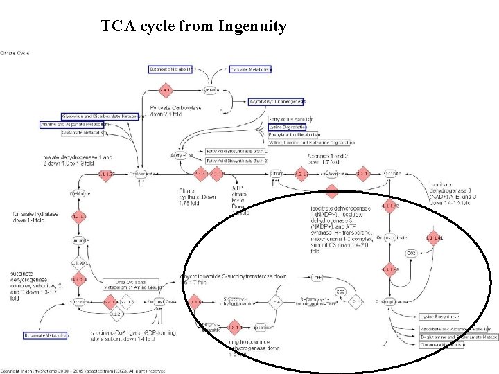 TCA cycle from Ingenuity 