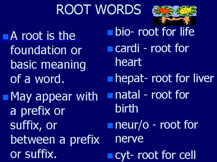 ROOT WORDS n. A root is the foundation or basic meaning of a word.