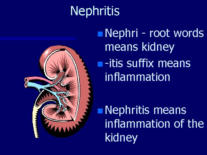 Nephritis n Nephri - root words means kidney n -itis suffix means inflammation n