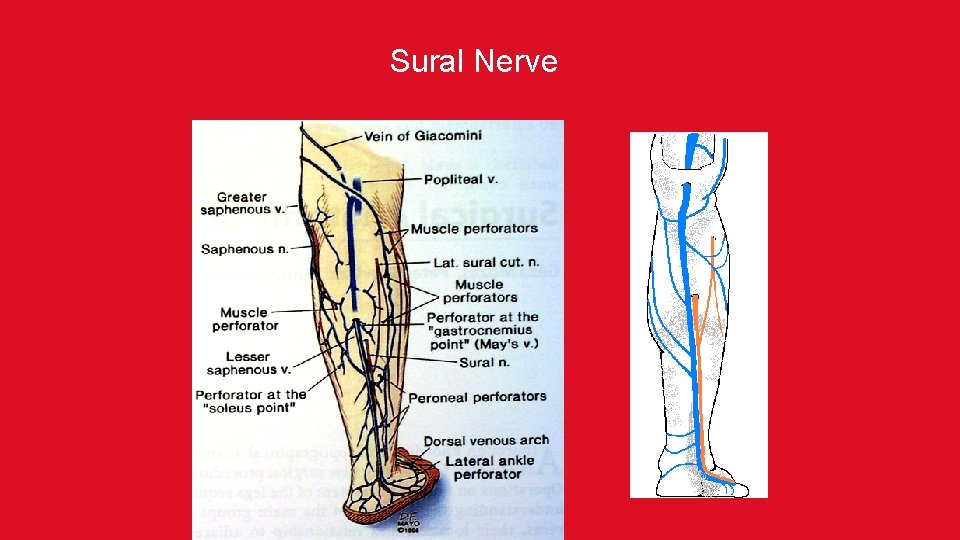 Sural Nerve 