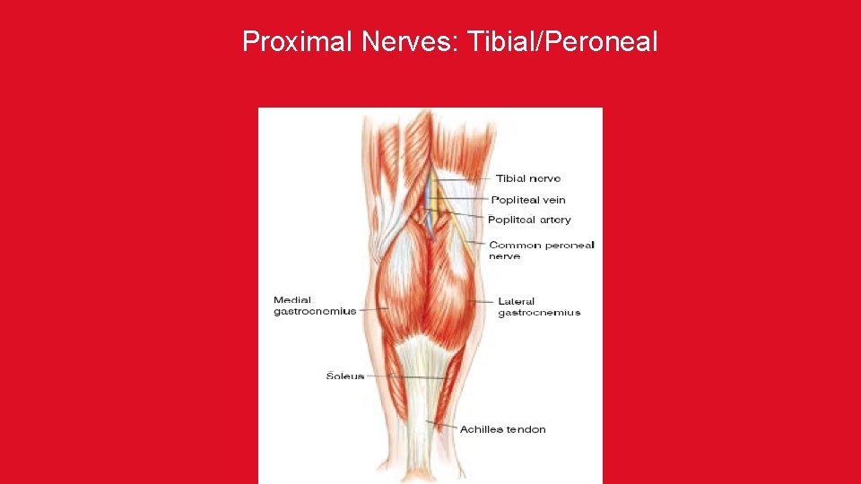 Proximal Nerves: Tibial/Peroneal 