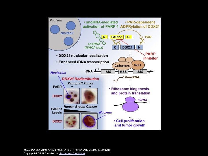 Molecular Cell 2019 751270 -1285. e 14 DOI: (10. 1016/j. molcel. 2019. 06. 020)