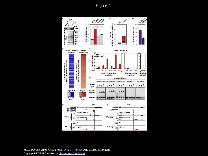 Figure 1 Molecular Cell 2019 751270 -1285. e 14 DOI: (10. 1016/j. molcel. 2019.