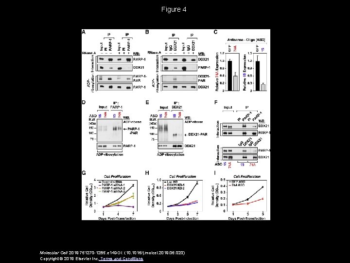 Figure 4 Molecular Cell 2019 751270 -1285. e 14 DOI: (10. 1016/j. molcel. 2019.