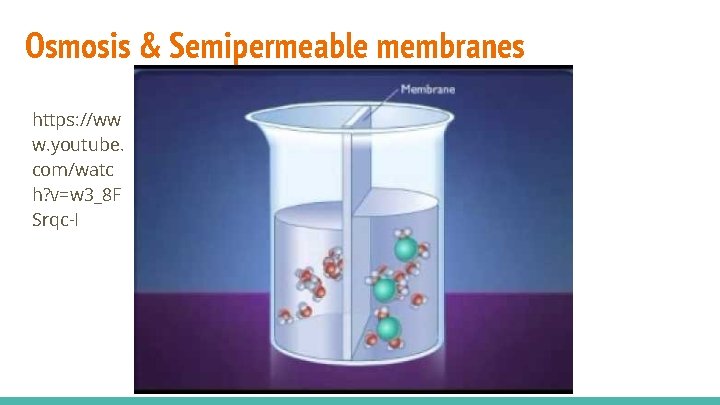 Osmosis & Semipermeable membranes https: //ww w. youtube. com/watc h? v=w 3_8 F Srqc-I