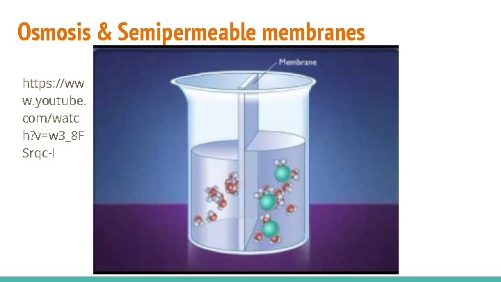 Osmosis & Semipermeable membranes https: //ww w. youtube. com/watc h? v=w 3_8 F Srqc-I