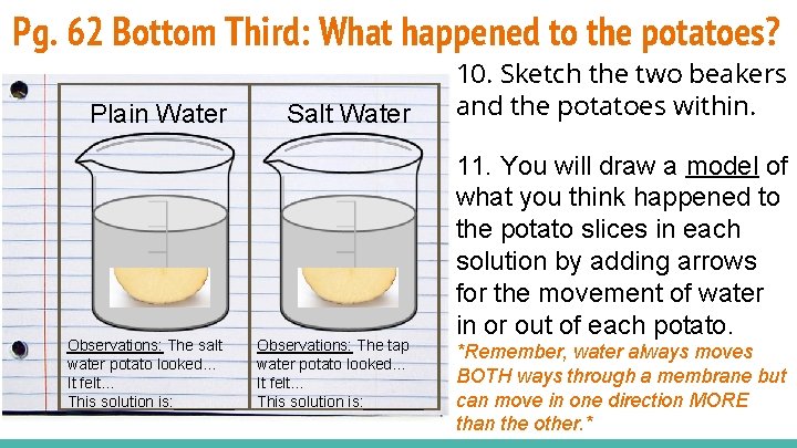 Pg. 62 Bottom Third: What happened to the potatoes? Plain Water Observations: The salt