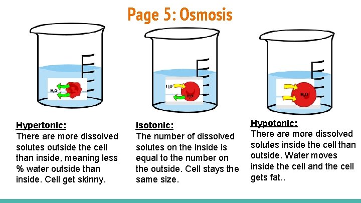 Page 5: Osmosis Hypertonic: There are more dissolved solutes outside the cell than inside,