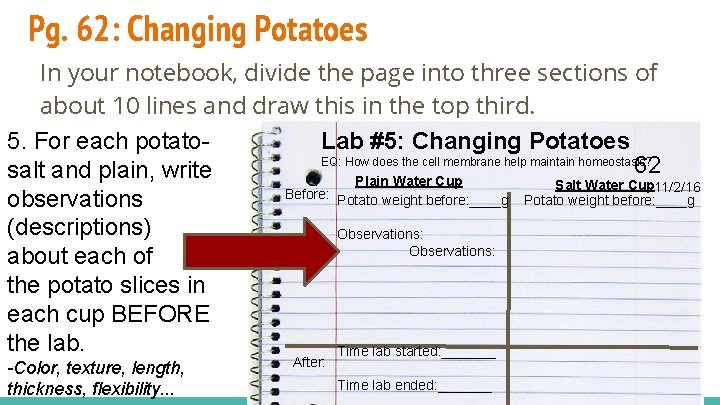 Pg. 62: Changing Potatoes In your notebook, divide the page into three sections of