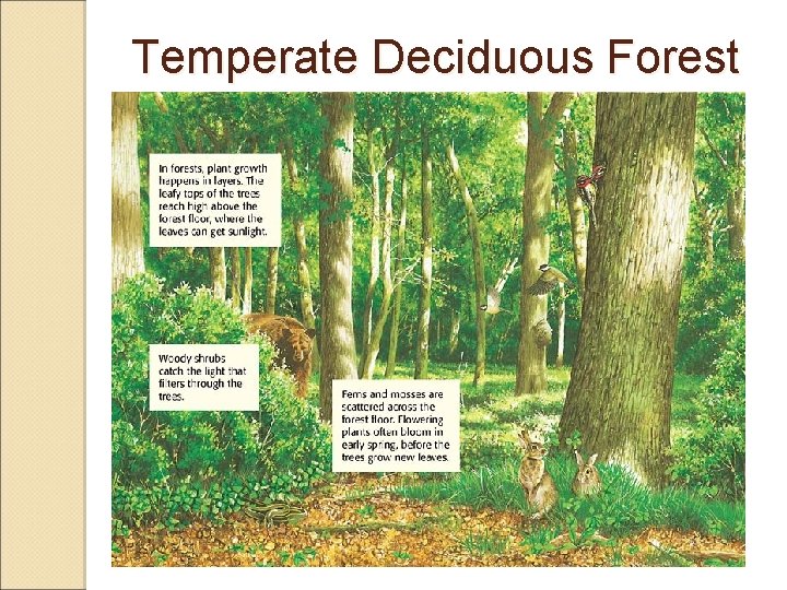 Temperate Deciduous Forest 