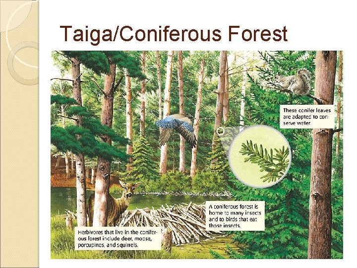 Taiga/Coniferous Forest 