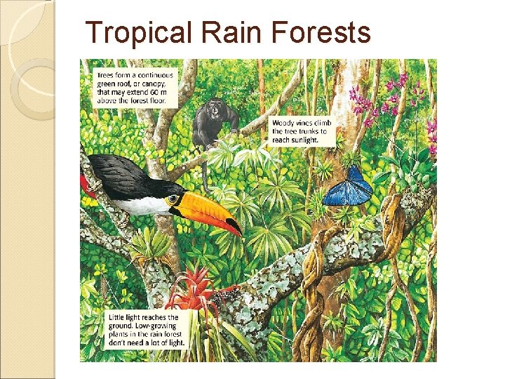 Tropical Rain Forests 