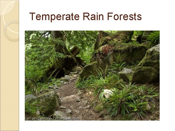 Temperate Rain Forests 