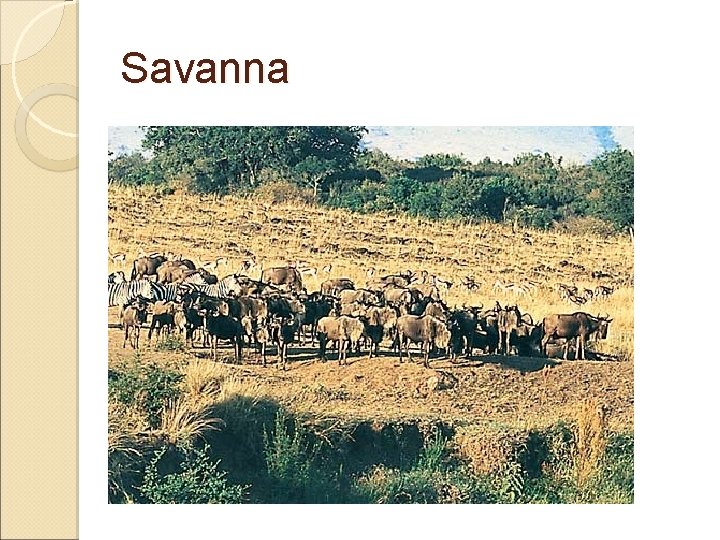 Savanna 