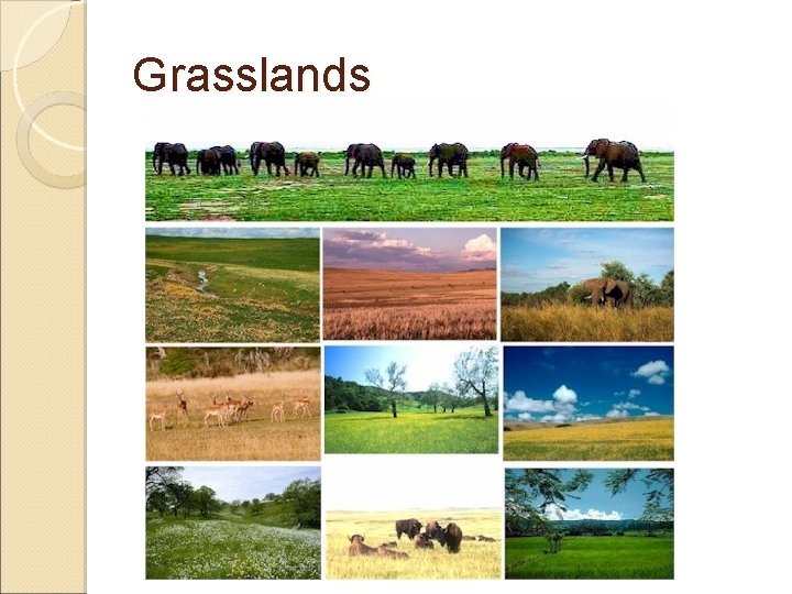 Grasslands 