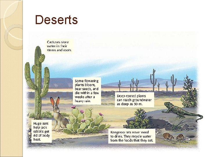 Deserts 