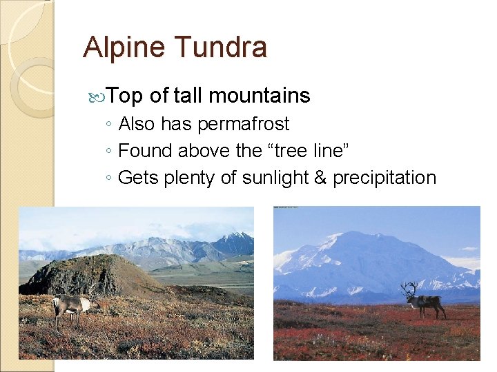 Alpine Tundra Top of tall mountains ◦ Also has permafrost ◦ Found above the