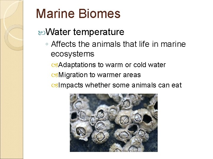 Marine Biomes Water temperature ◦ Affects the animals that life in marine ecosystems Adaptations