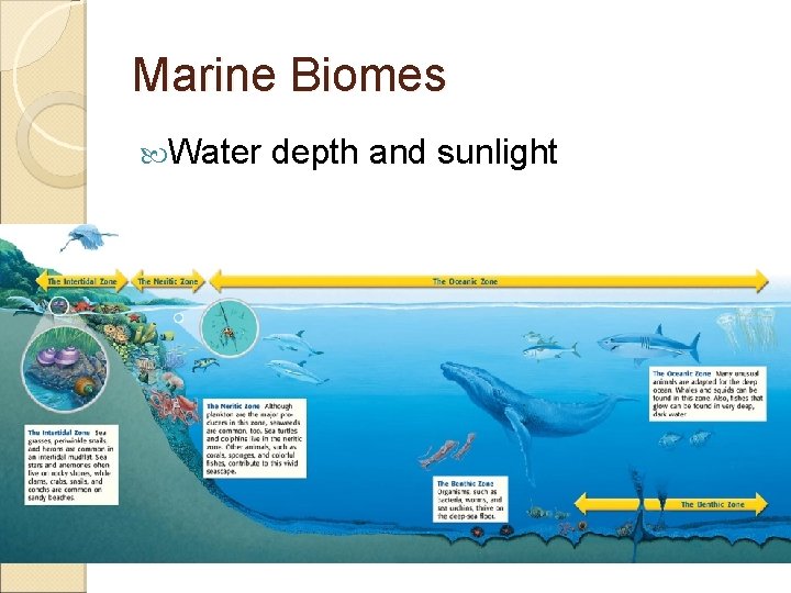Marine Biomes Water depth and sunlight 