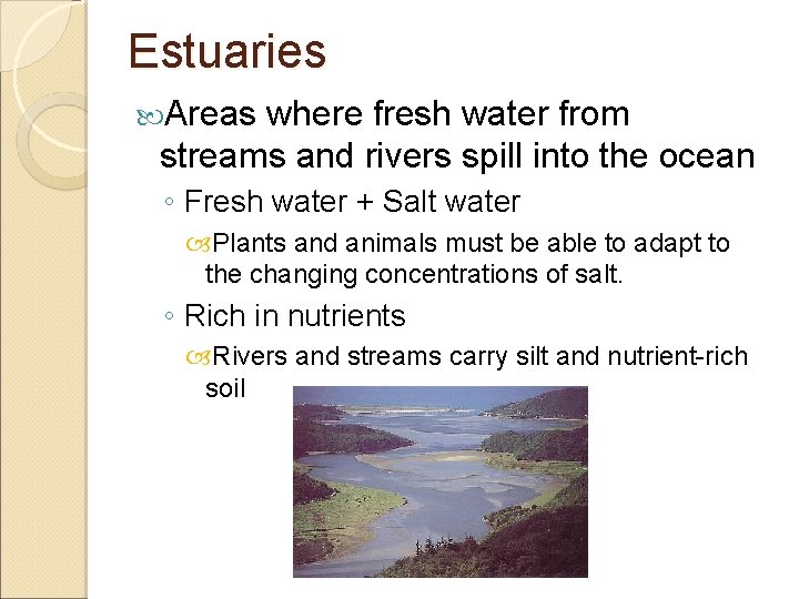 Estuaries Areas where fresh water from streams and rivers spill into the ocean ◦