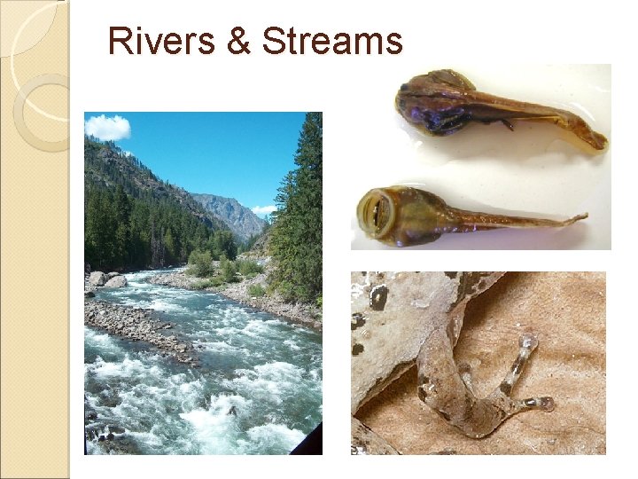 Rivers & Streams 