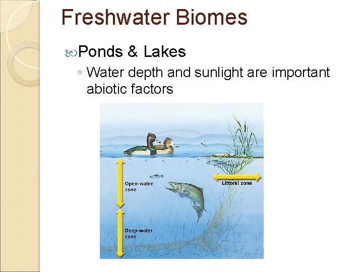 Freshwater Biomes Ponds & Lakes ◦ Water depth and sunlight are important abiotic factors