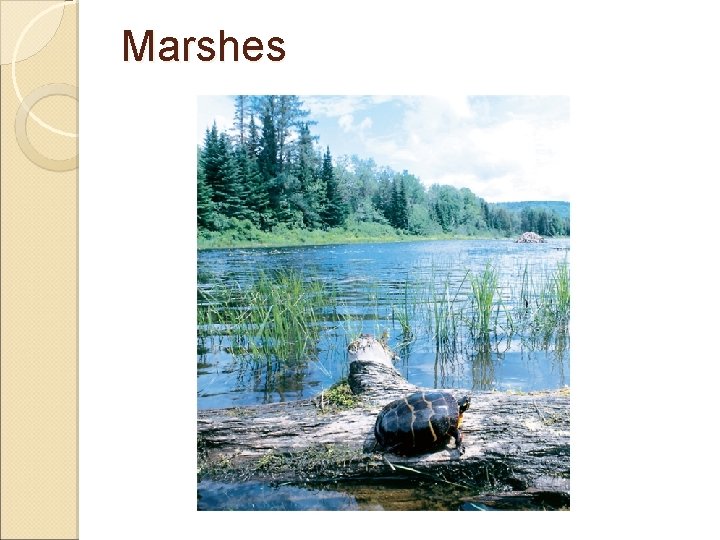 Marshes 