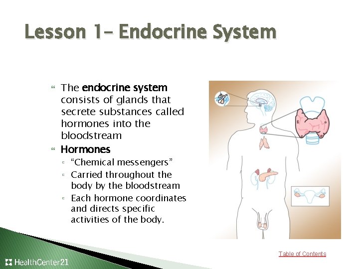 Lesson 1– Endocrine System The endocrine system consists of glands that secrete substances called