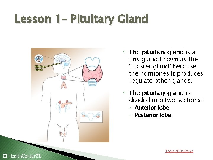 Lesson 1– Pituitary Gland The pituitary gland is a tiny gland known as the
