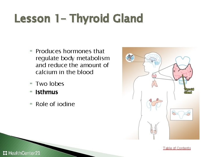 Lesson 1– Thyroid Gland Produces hormones that regulate body metabolism and reduce the amount