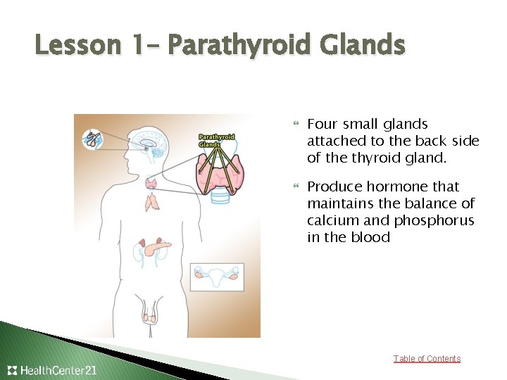 Lesson 1– Parathyroid Glands Four small glands attached to the back side of the