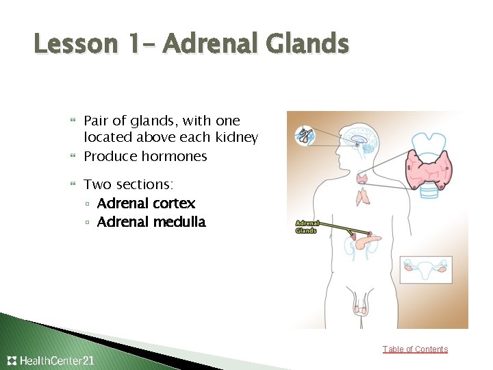 Lesson 1– Adrenal Glands Pair of glands, with one located above each kidney Produce