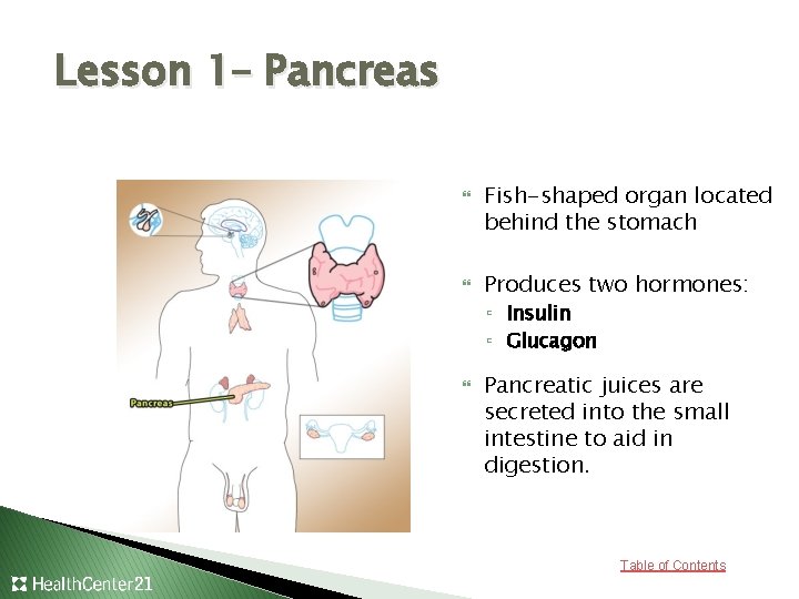 Lesson 1– Pancreas Fish-shaped organ located behind the stomach Produces two hormones: ▫ Insulin