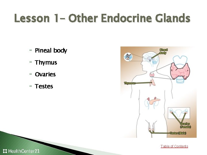 Lesson 1– Other Endocrine Glands Pineal body Thymus Ovaries Testes Table of Contents 