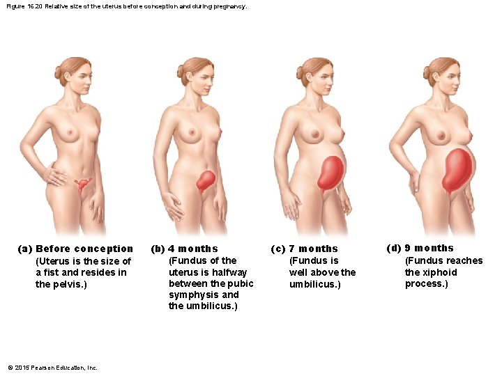Figure 16. 20 Relative size of the uterus before conception and during pregnancy. (a)
