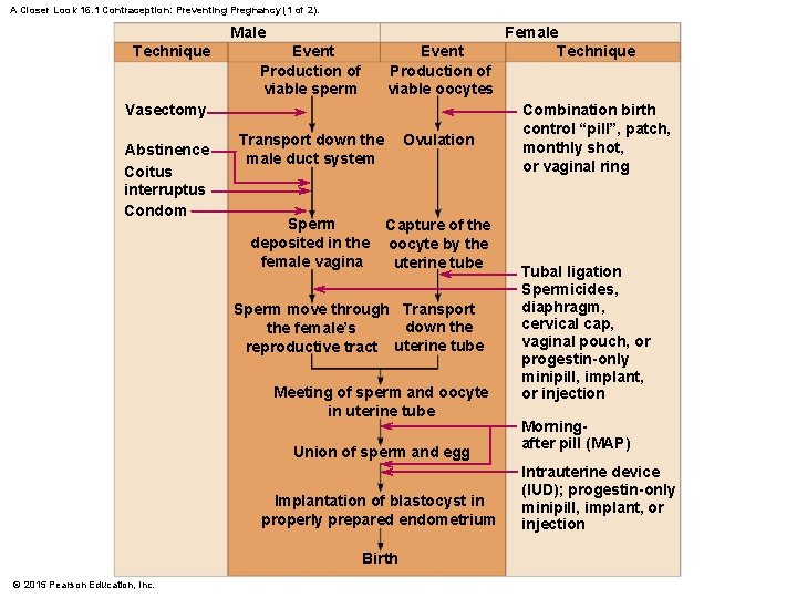 A Closer Look 16. 1 Contraception: Preventing Pregnancy (1 of 2). Male Technique Event